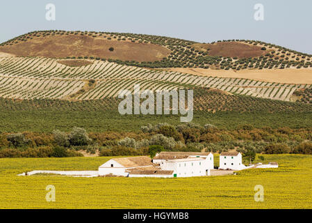 Casa colonica di grandi dimensioni in un campo di girasoli coltivati (Helianthus annuus) e coltivati alberi di ulivo (Olea europaea) Foto Stock