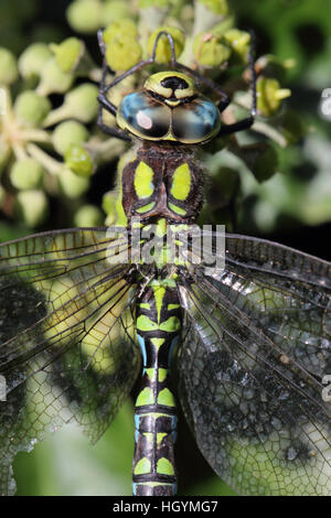 Un close-up di un maschio Hawker Meridionale (Aeshna cyanea), arroccato su di un impianto Foto Stock