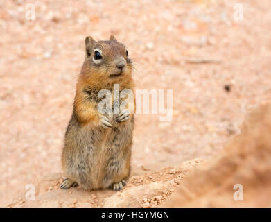 Massa squirell sul suolo sabbioso sfondo. Foto Stock