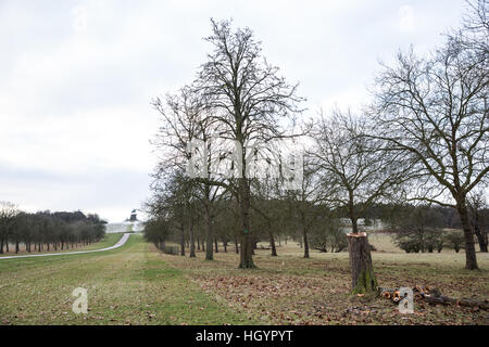 Windsor, Regno Unito. Il 13 gennaio, 2017. Uno dei vari appena abbattuto ippocastani facente parte di una famosa avenue a fianco della lunga passeggiata in Windsor Great Park. Credito: Mark Kerrison/Alamy Live News Foto Stock