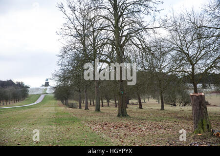 Windsor, Regno Unito. Il 13 gennaio, 2017. Uno dei vari appena abbattuto ippocastani facente parte di una famosa avenue a fianco della lunga passeggiata in Windsor Great Park. Credito: Mark Kerrison/Alamy Live News Foto Stock