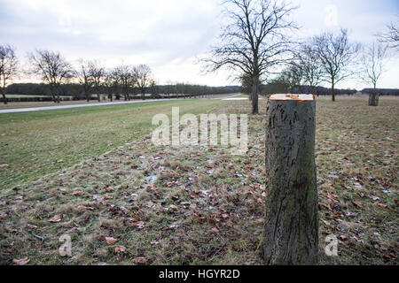 Windsor, Regno Unito. Il 13 gennaio, 2017. Uno dei vari appena abbattuto ippocastani facente parte di una famosa avenue a fianco della lunga passeggiata in Windsor Great Park. Credito: Mark Kerrison/Alamy Live News Foto Stock