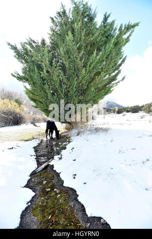 Cold Creek, Nevada, Stati Uniti d'America. Decimo Nov, 2015. Un cavallo selvaggio sfiora le colline nov. 10, 2015, vicino a Las Vegas, Nevada. A partire dal 1 marzo 2016, circa 30.000 cavalli e 2500 burros vagano per il paesaggio in Nevada secondo il Bureau of Land Management. © David Becker/ZUMA filo/Alamy Live News Foto Stock