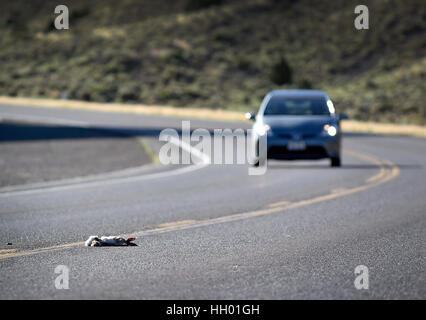 Eureka, Nevada, Stati Uniti d'America. 13 Luglio, 2016. Road kill é un sito comune lungo U.S. Autostrada 50 come un automobilista si avvicinò un coniglio morto a ovest di Eureka, Nevada. Poiché un 1986 rivista Life che doppiato il Nevada porzione della strada ''l'isolate Road in America, ' stato funzionari del turismo ha creato un programma per gli automobilisti a percorrere la strada statale. Credito: David Becker/ZUMA filo/Alamy Live News Foto Stock