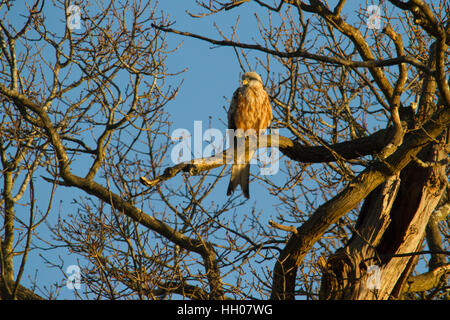 Nibbio reale (Milvus milvus) arroccato al mattino presto sun Foto Stock