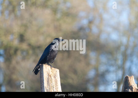 Carrion crow (Corvus corone) appollaiato su un post Foto Stock