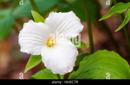 Petali di colore bianco del grande bianco fiorito Trillium (Trillium grandiflorum). Foto Stock