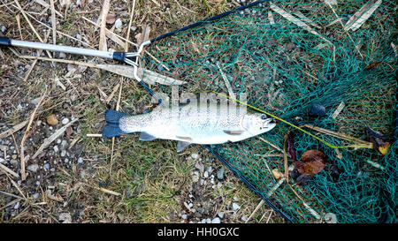 Appena catturati grandi trote e landing net, vista dall'alto Foto Stock