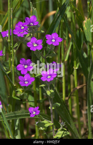 Grande venere il Looking Glass Legousia speculum-veneris Parc Naturel Regione du Vercors Francia Foto Stock