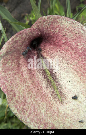 Bocca del drago Helicodiceros muscivorus Corsica Francia Foto Stock