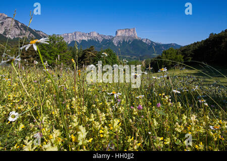 Wildlfower prato con Mont Aiguille al di là vicino Chichilianne Vercors Parco Naturale Regionale del Vercors Francia Foto Stock