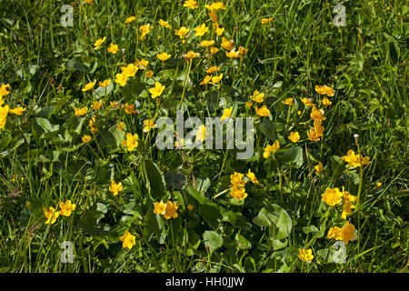 Marsh marigold Caltha palustris in acqua prati Ringwood Hampshire England Regno Unito Foto Stock