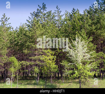 Paesaggio di primavera nella foresta sul bordo di giovani pini crescente vicino loro fioritura pera. Foto Stock