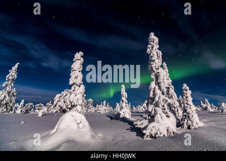 Luci del nord in riisitunturi national park, Finlandia Foto Stock