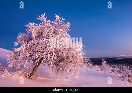 Bella serata in Urho Kekkonen national park Foto Stock