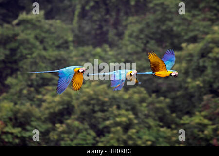 Il blu e il giallo macaws volare in formazione al di sopra della foresta pluviale in Brasile Foto Stock