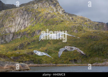 Tre i gabbiani in volo sulla costa con le montagne Foto Stock