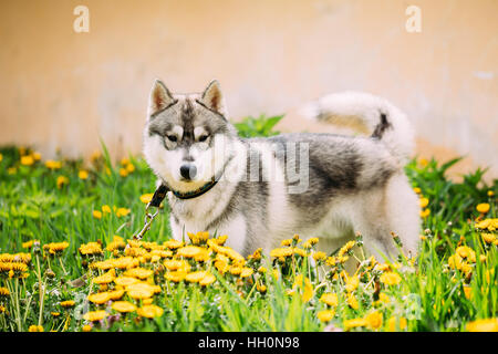 Giovani divertenti Happy Husky cucciolo di cane eschimese in piedi in erba e tarassaco giallo all'esterno. Stagione primaverile. Foto Stock