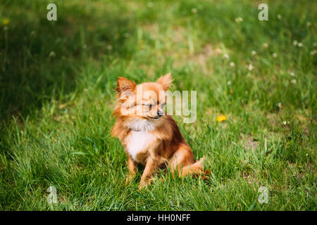 Bella Funny giovane rosso marrone e bianco minuscolo Chihuahua dog sitter su fresco verde erba. Durante la stagione estiva. Cane gli occhi chiusi. Cane crogiolarsi nella Sun. Foto Stock