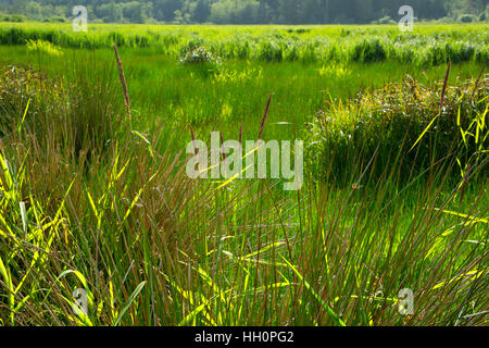 Zona umida prateria, Brian stand Parco Statale, Oregon Foto Stock