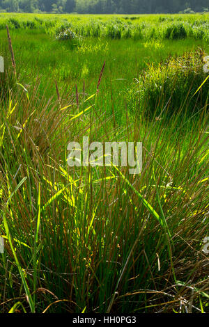 Zona umida prateria, Brian stand Parco Statale, Oregon Foto Stock