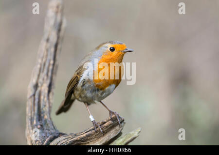 Unione robin (Erithacus rubecula) appollaiato su un ramoscello.Questo individuo è stato inanellato (= rifasciato in Nord America) Foto Stock