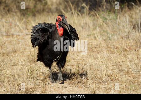 Massa meridionale hornbill nel Parco di Kruger Foto Stock