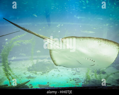 Stringray in Hanwah Aqua Planet Jeju, situato nelle vicinanze di Seopjikoji e offre funzionalità versitle, compreso un acquario come la principale attrazione, Marine Sci Foto Stock