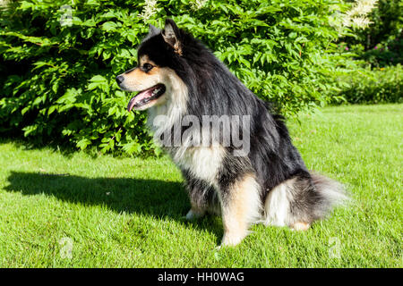 Un cane, pet sedersi sull'erba, prato. Primo piano su un Lapphund finlandese. Attendere per un comando. Foto Stock