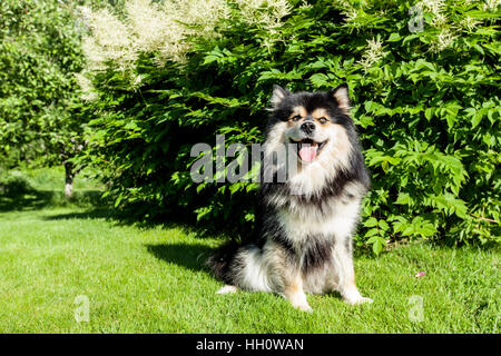 Un cane, pet sedersi sull'erba, prato. Primo piano su un Lapphund finlandese. Attendere per un comando. Foto Stock