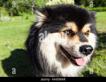 Un cane, pet sedersi sull'erba, prato. Primo piano e macro su un Lapphund finlandese. Attendere per un comando. Foto Stock