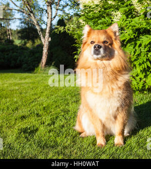 Un cane, pet sedersi sull'erba, prato. Primo piano su un Lapphund finlandese. Attendere per un comando. Foto Stock