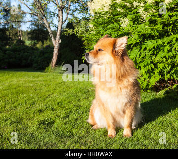 Un cane, pet sedersi sull'erba, prato. Primo piano su un Lapphund finlandese. Attendere per un comando. Foto Stock