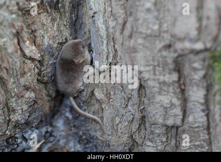 Eurasian pigmeo di Megera (Sorex minutus) alla base di un albero Foto Stock