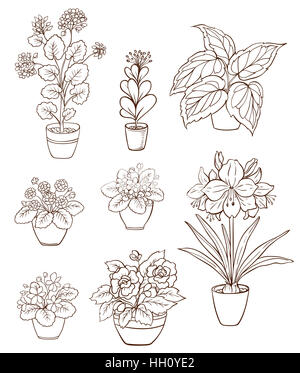 Set di varie houseplants su uno sfondo bianco. Violetta e geranio in vaso di fiori. Disegnata a mano illustrazione. Foto Stock