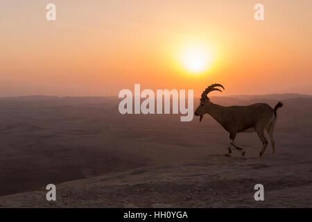 Ibex Nubiano (Capra ibex nubiana), a sunrise. Fotografato sul bordo del cratere di Ramon, deserto del Negev, Israele Foto Stock