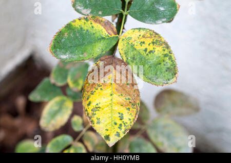 Rose di fungo di ruggine su una foglia. Questa malattia è causata dalla ruggine fungo Phragmidium sp. Foto Stock