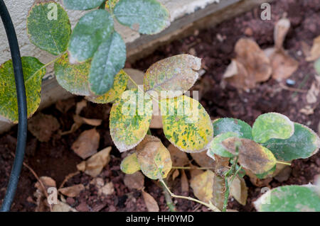 Rose di fungo di ruggine su una foglia. Questa malattia è causata dalla ruggine fungo Phragmidium sp. Foto Stock