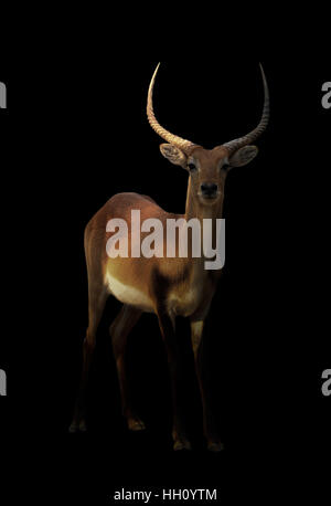 Maschi adulti lechwe rosso nel buio Foto Stock