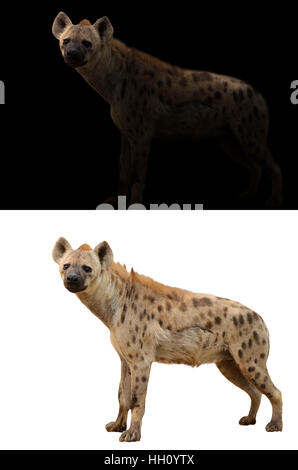 Avvistato iena in piedi nel buio e spotted hyena isolato Foto Stock