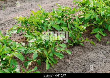 Patate piante che crescono in letti sollevata in un orto. Stagione estiva Foto Stock