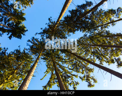 Foresta guardando verso l'alto Foto Stock