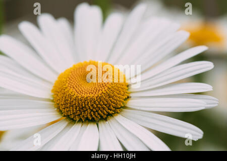 Vista ravvicinata della camomilla o Matricaria, uno splendido giardino fiorito fiore decorativo con petali di colore bianco e giallo infiorescenza al centro nella somma Foto Stock