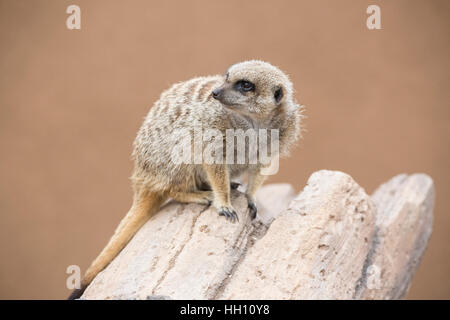 Un curioso meerkat (Suricata suricatta) su una roccia allo zoo. Foto Stock