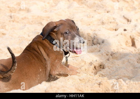 Koa, il cane Hound che gioca sulla spiaggia Foto Stock