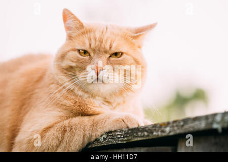 Funny Fat Cat rosso seduti sul recinto nel giorno d'estate. Close up. Foto Stock