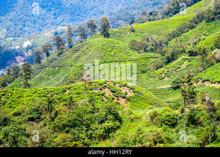 New Scenic 5 posti le piantagioni di tè in Cameron Highlands, Malaysia Foto Stock