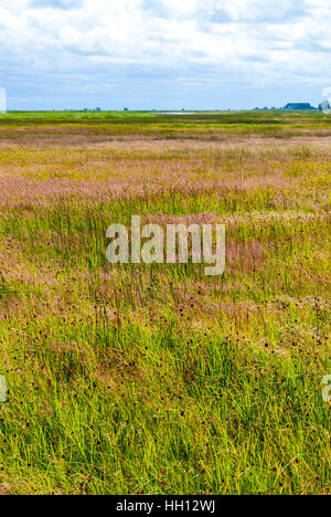 Reed erba contro il cielo blu a Liepaja Lake, Lettonia Foto Stock