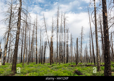 Deadwood, ecologia ambiente paesaggio. Foto Stock