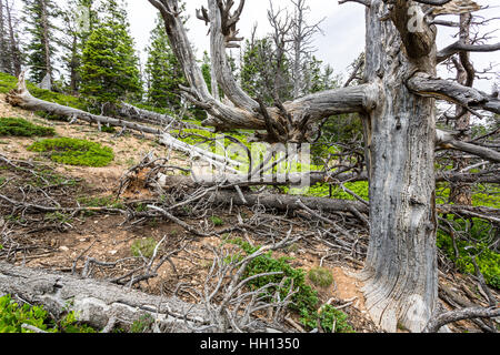 Albero secco nella foresta Foto Stock